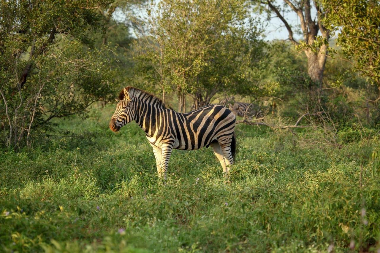 Garonga Safari Villa Makalali Game Reserve Exterior photo